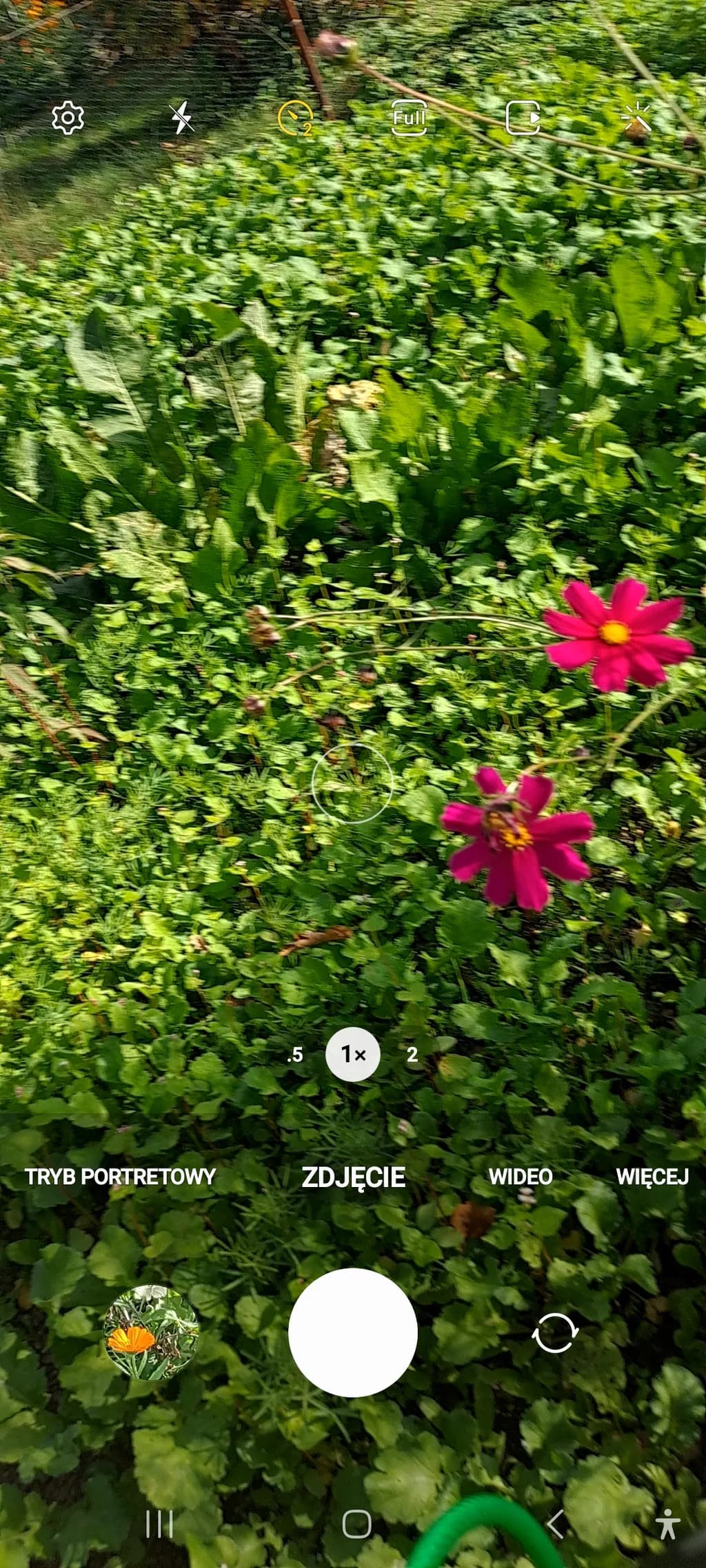 Pink Flowers in Motion