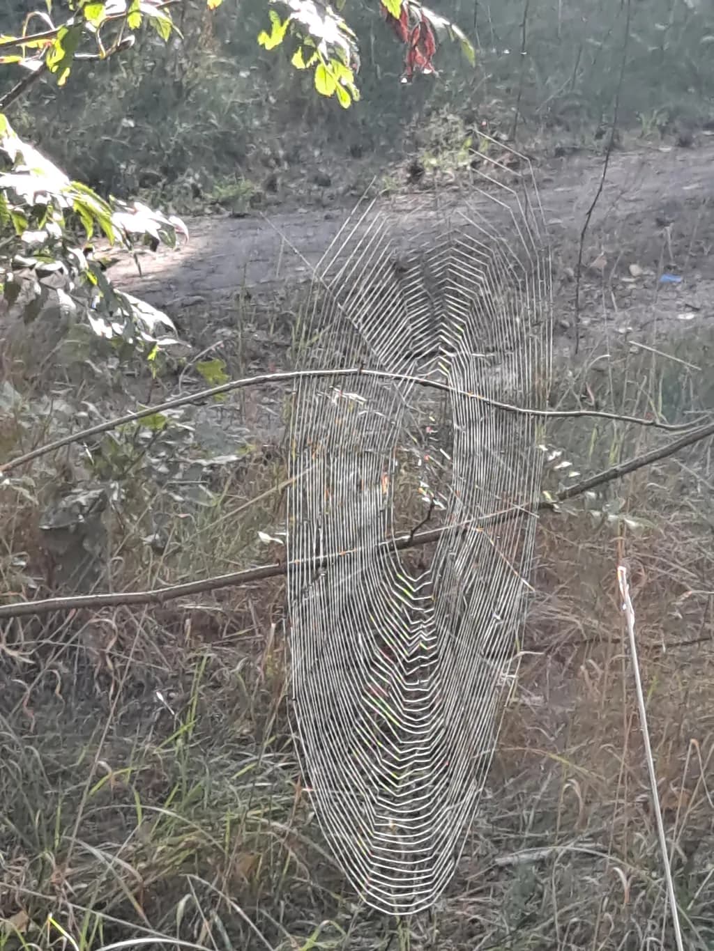 Tapered Woodland Web