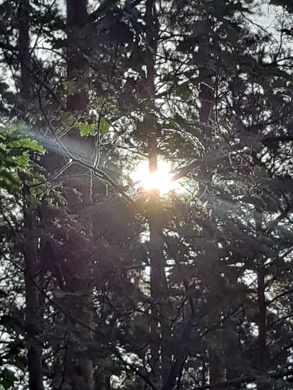 Sun Through Trees