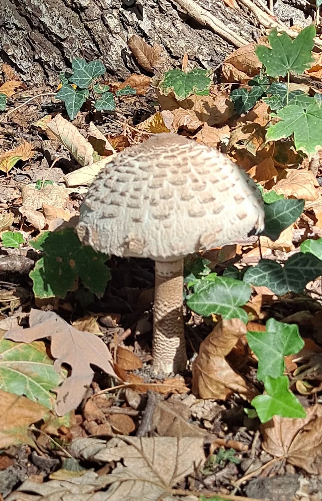 Mushroom Among Fallen Leaves