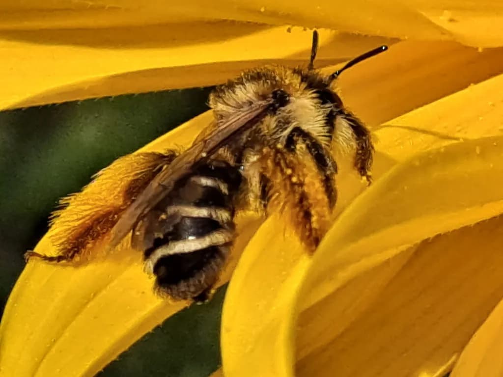 Bee on Sunflower Petals