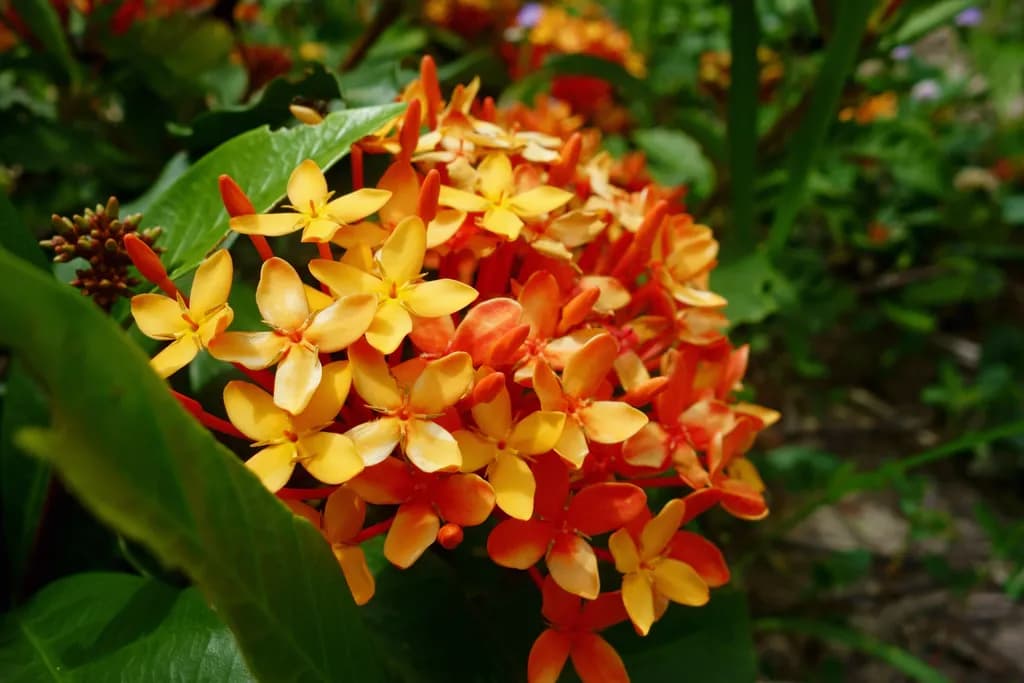 Tropical Flame Bloom