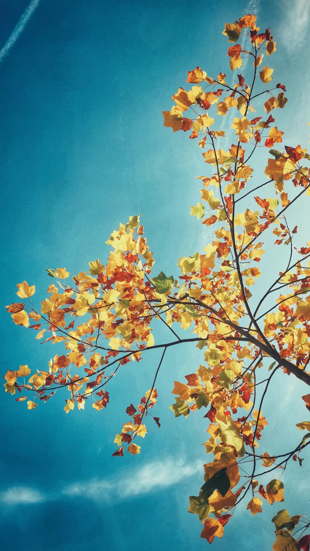Autumn Canopy