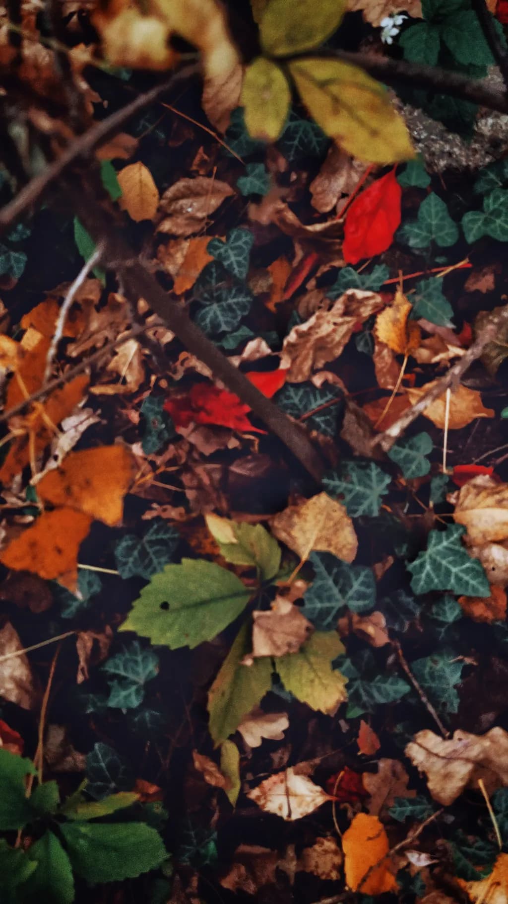 Autumn Tapestry