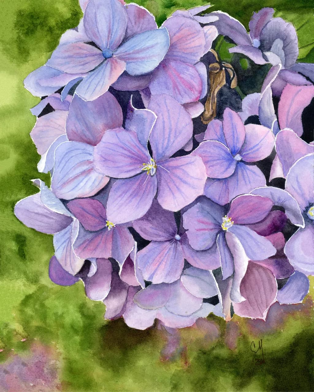 Hydrangea Bloom
