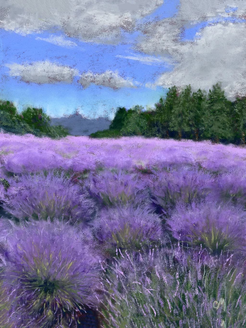 Lavender Dream