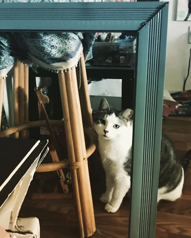 My helper