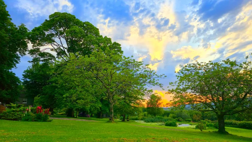 Sunset Grove