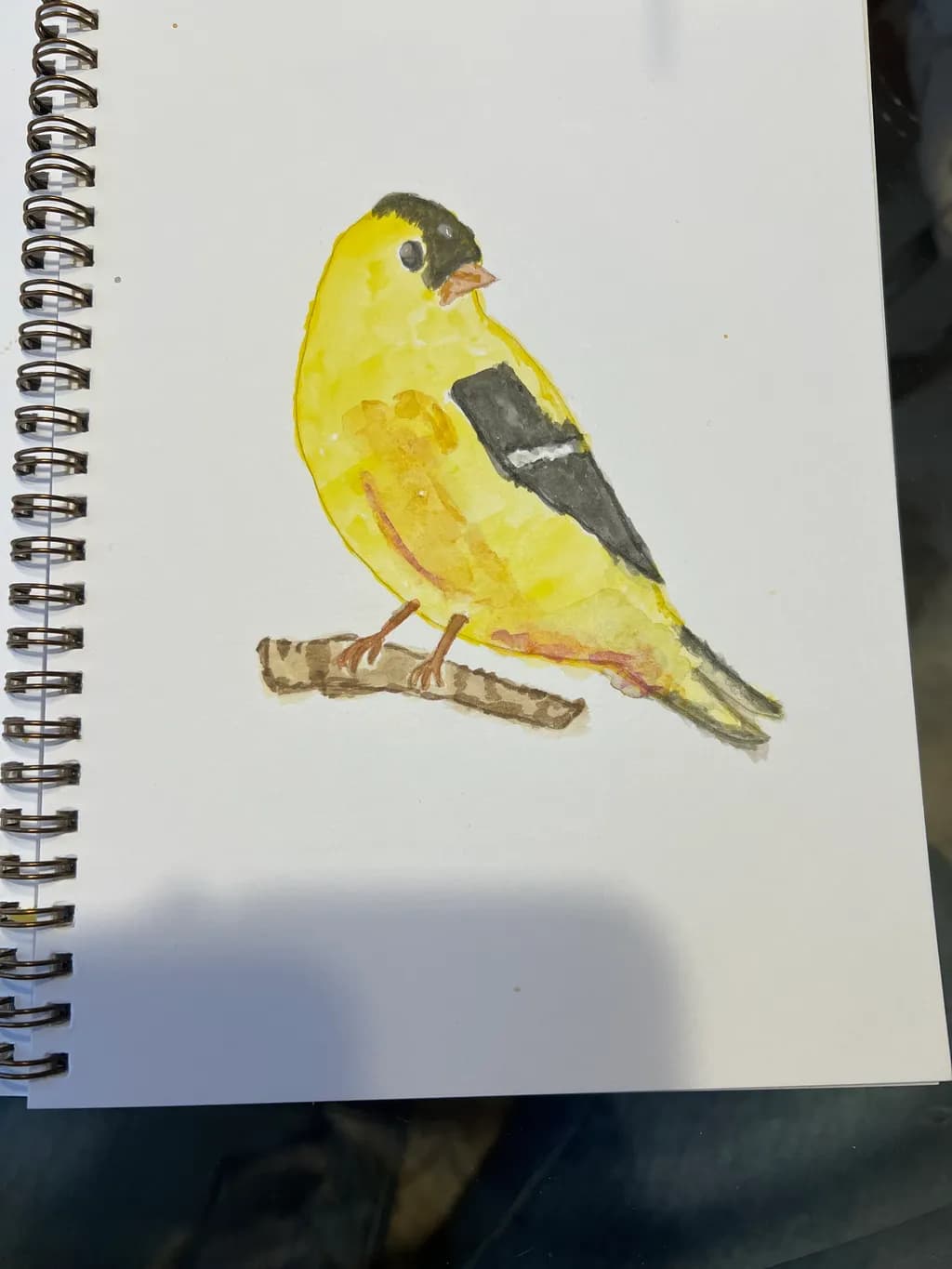 Golden Finch