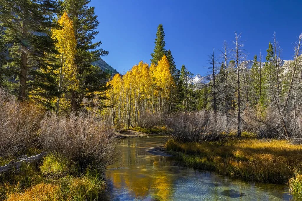 Autumn Reflections