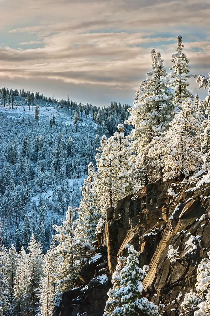 Frosty Morning