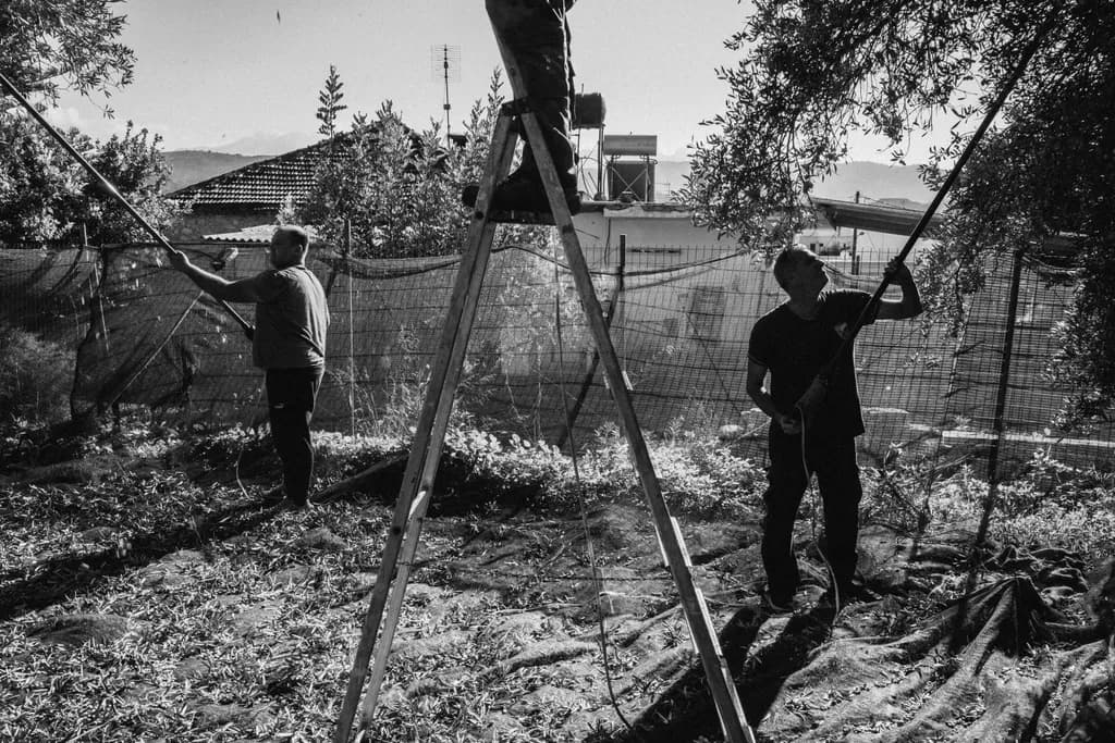 Harvesting Together