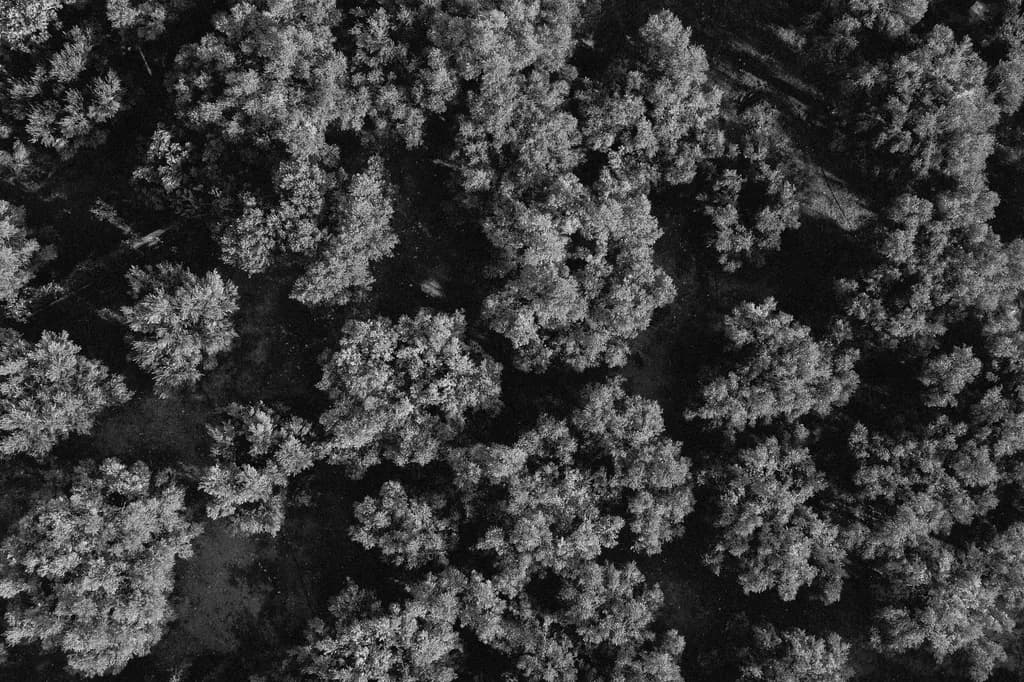 Monochrome Forest