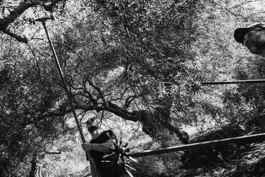 Olive Harvesting