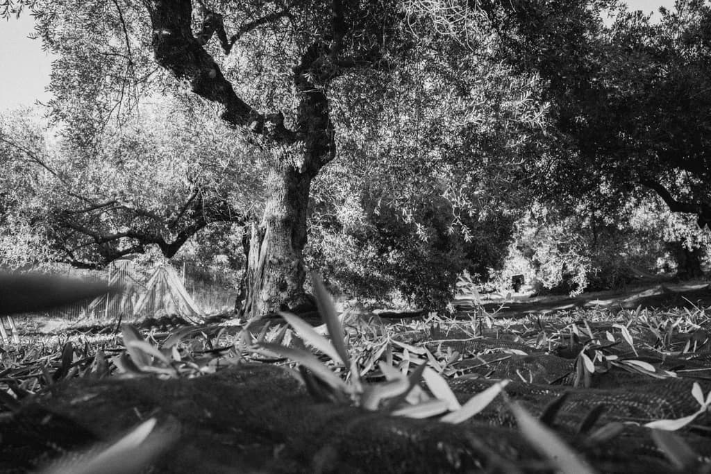 Timeless Canopy