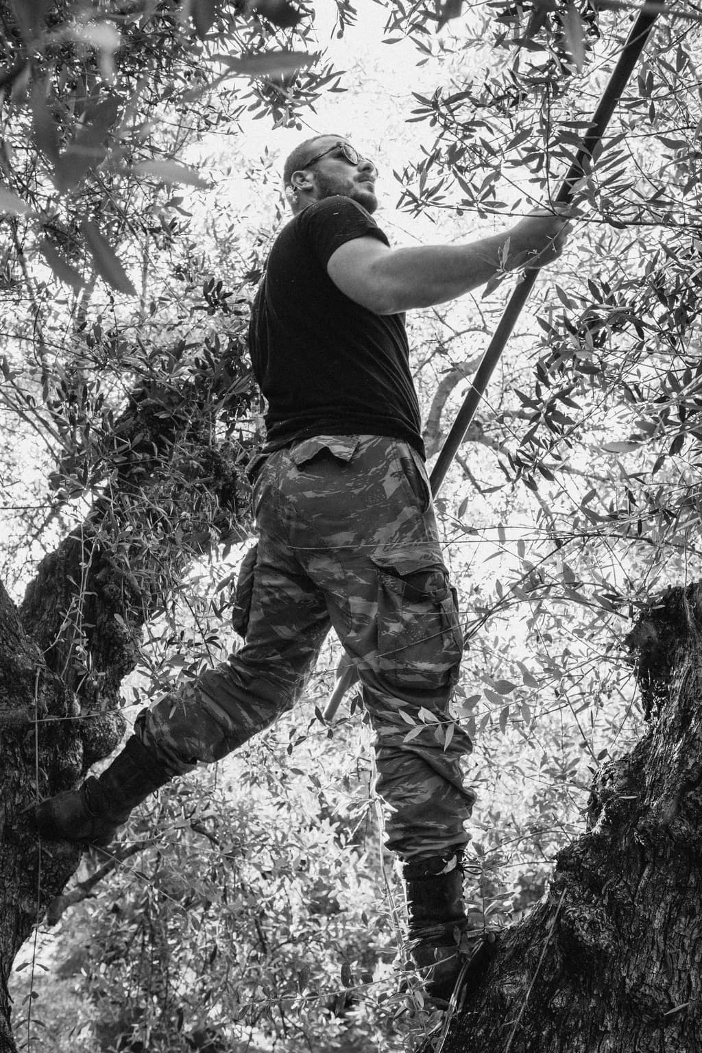 Olive Harvesting