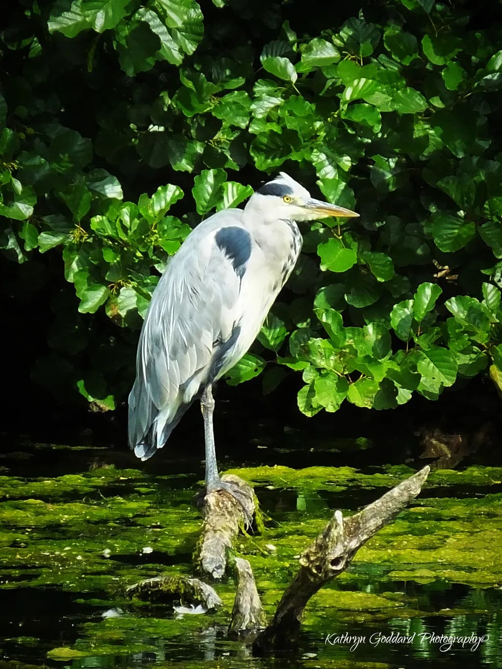 Heron Among Foliage