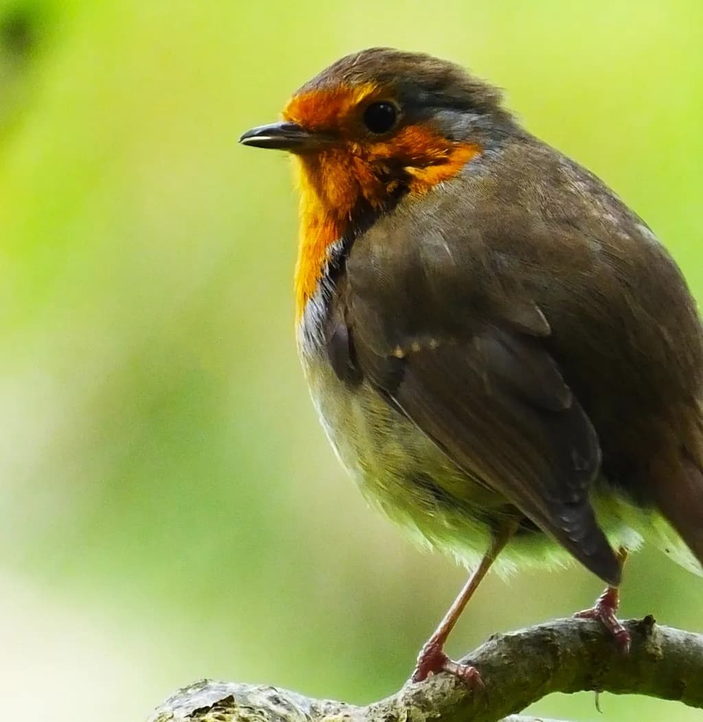 Orange Robin Portrait