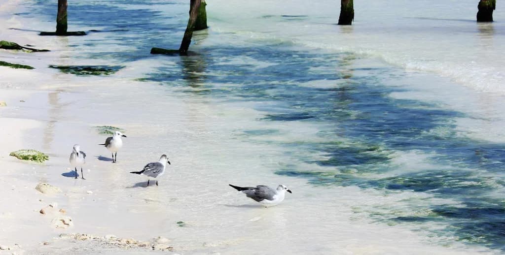 Seagulls at Shoreline