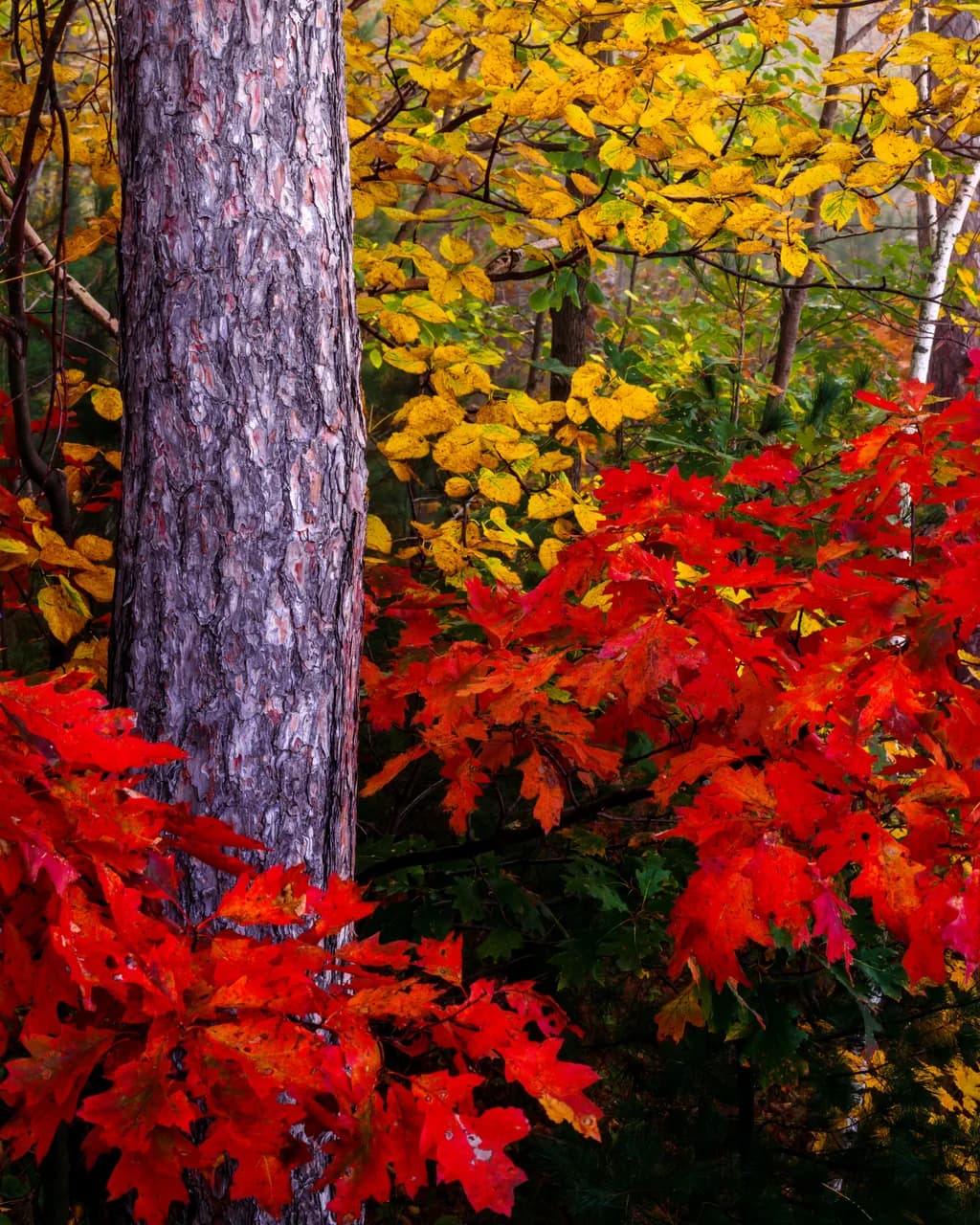 Autumn Dance of Oak & Elm