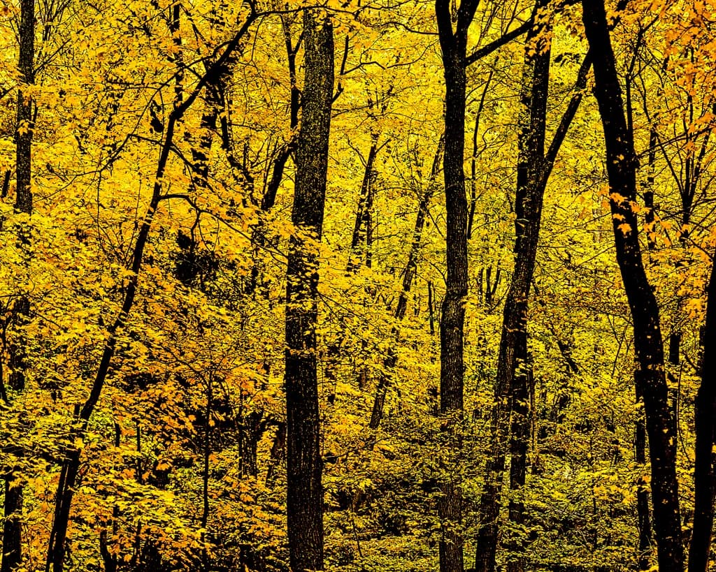 Sugar Maple Autumn
