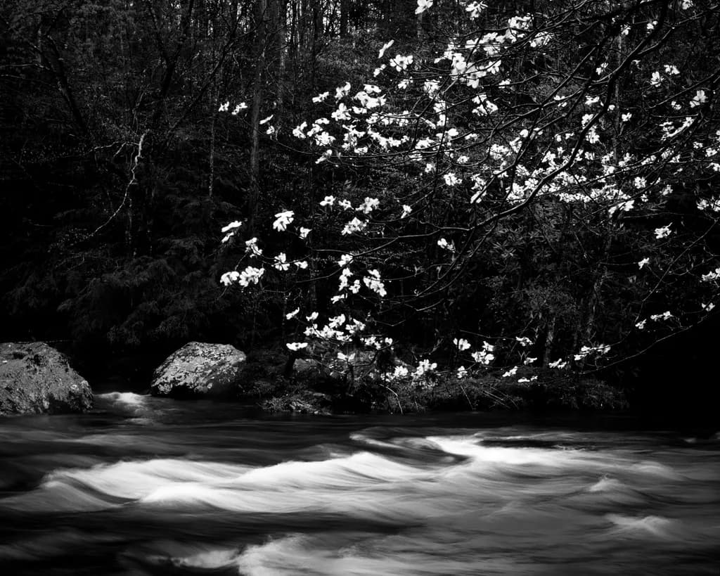 Flowering Dogwood Flowing Water