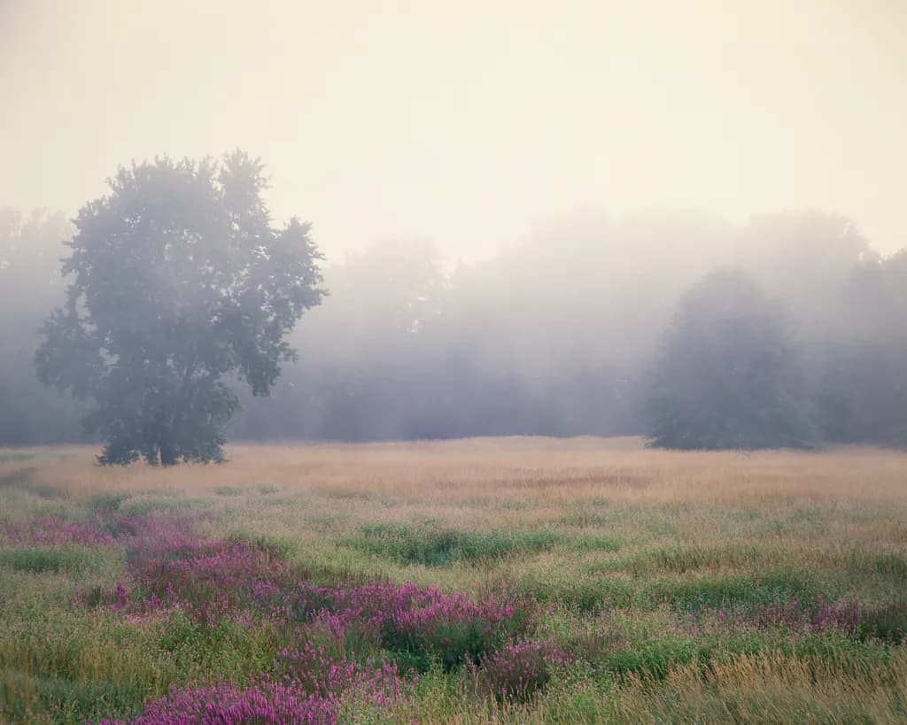 Purple Loosestrife Meadow