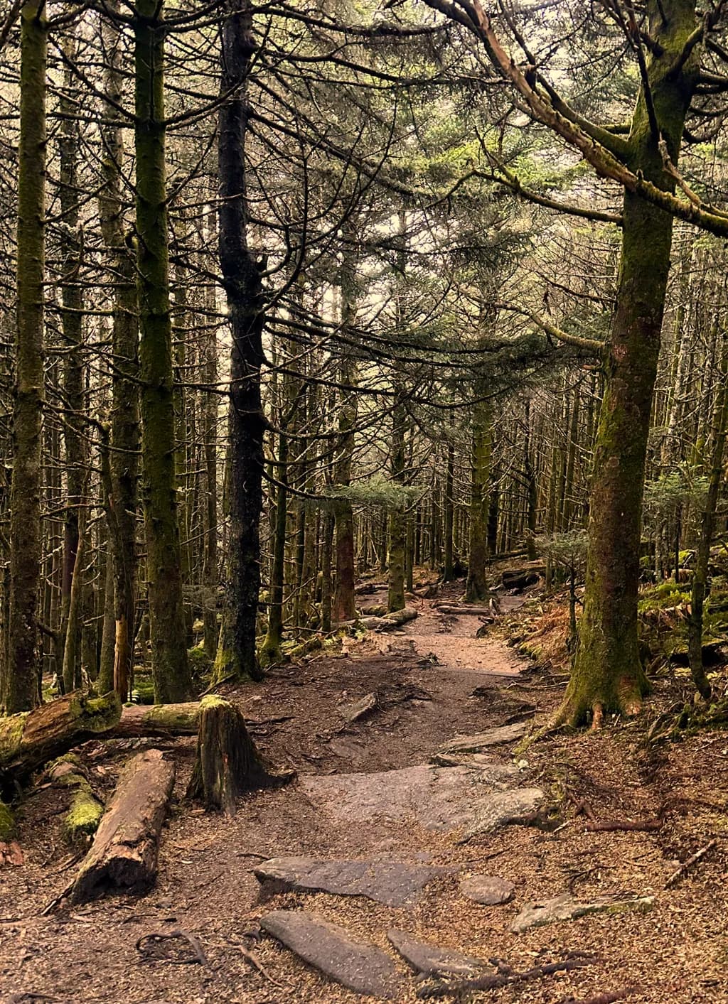 Whispers of the Forest: A Serene Path Through Nature's Embrace