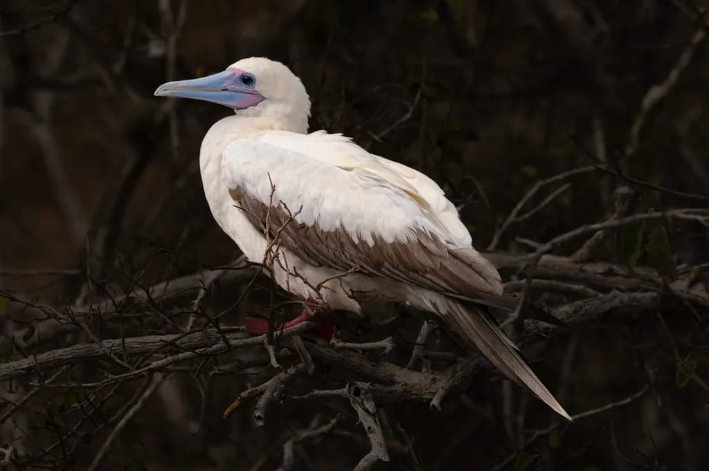 White Red-Footed Booby