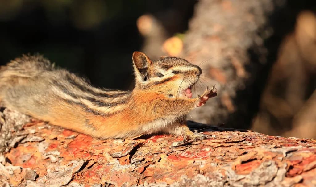 Whimsical Chipmunk: A Moment of Delight on a Sunlit Log
