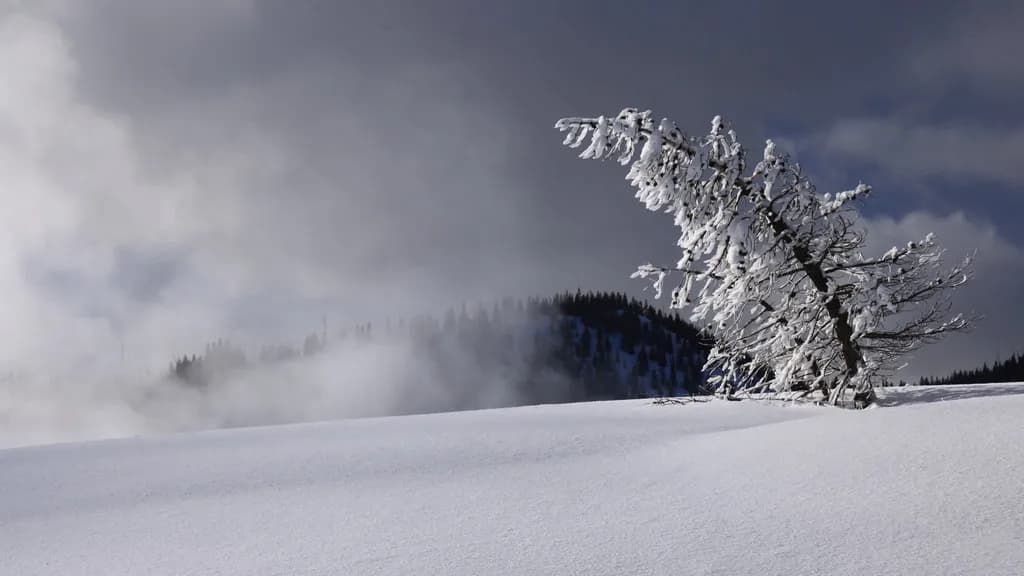 Whispers of Winter: A Solitary Tree in a Snow-Covered Landscape