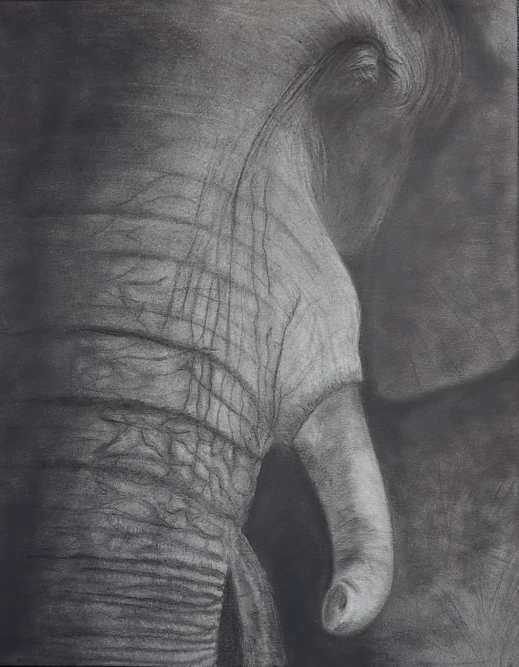 Whispers of the Wild: A Charcoal Study of an Elephant's Majesty