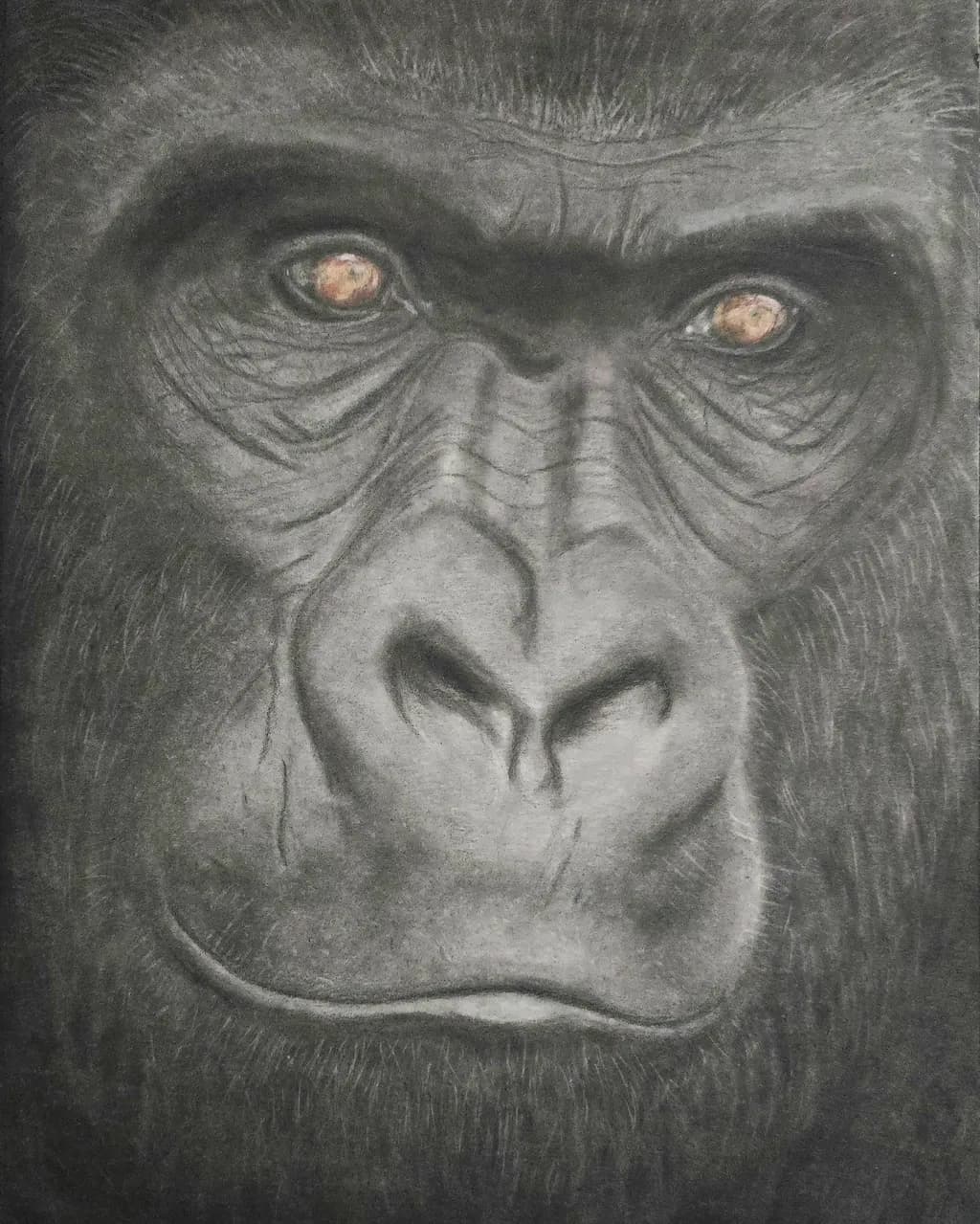 Majestic Gaze: The Soul of the Gorilla in Charcoal and Color