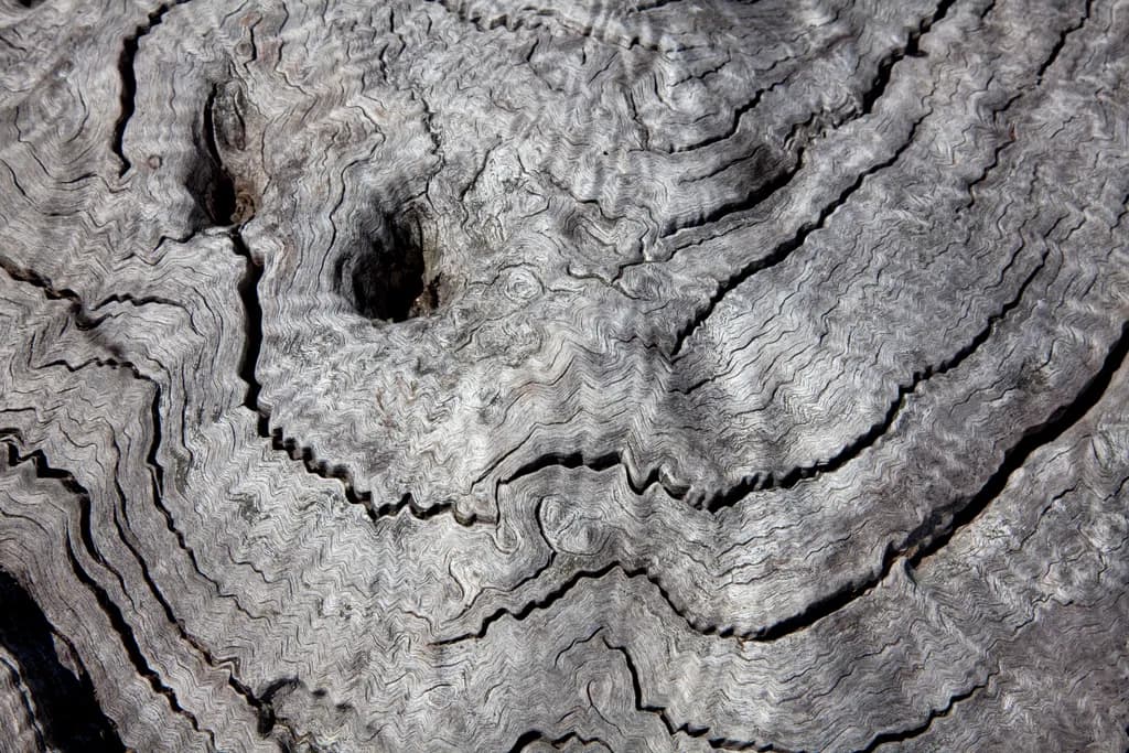 Textured Timber