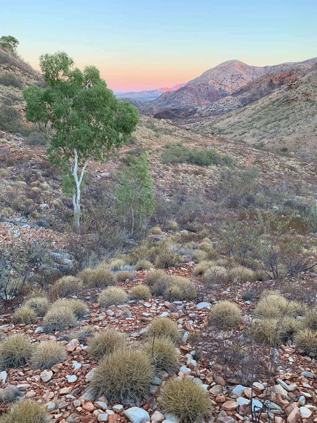Desert Serenity