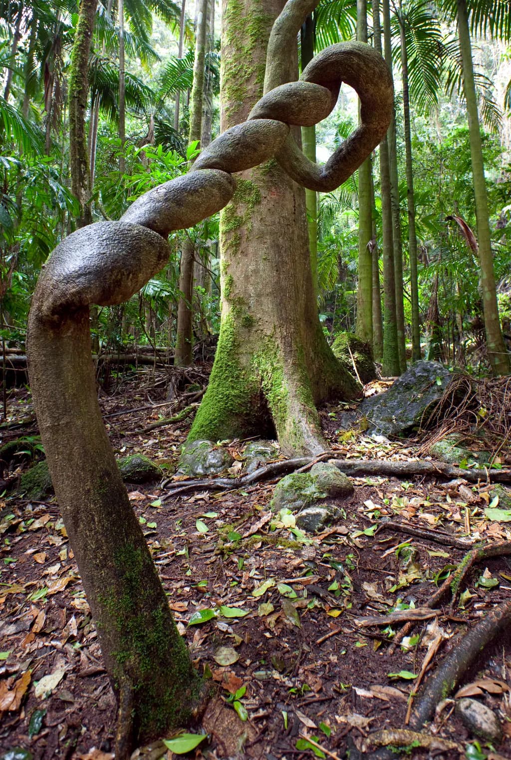 Strangler Fig