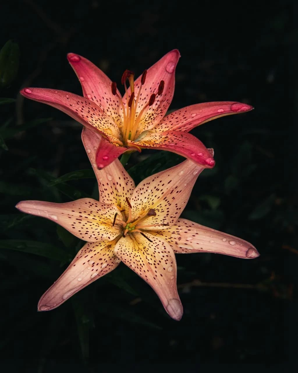 Two Lilies Close-Up