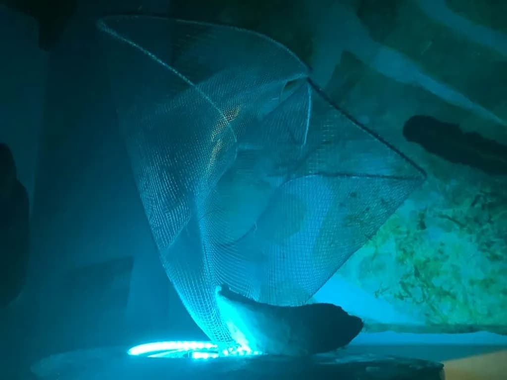 Luminous Drift
