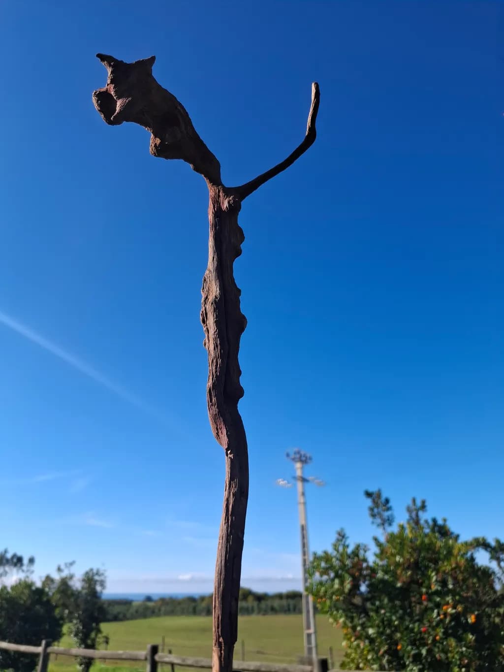 Gnarled Sentinel