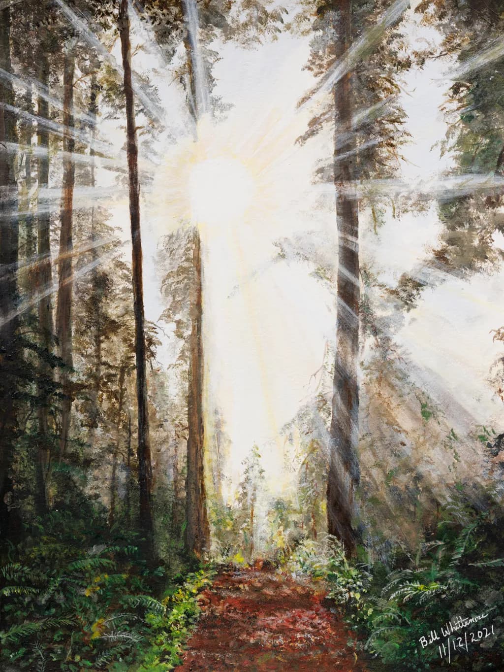 Sunlight Through Trees