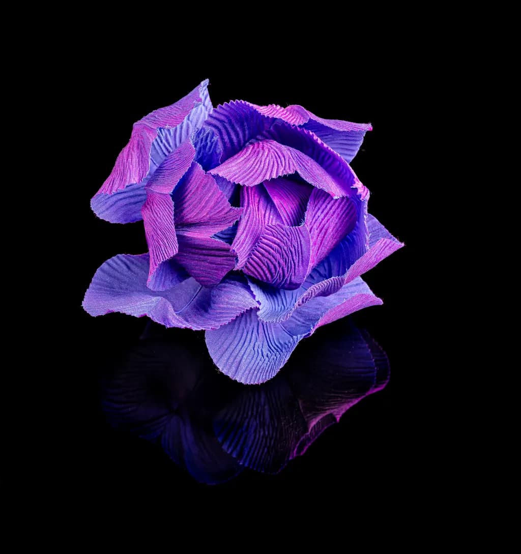 Violet Reflection
