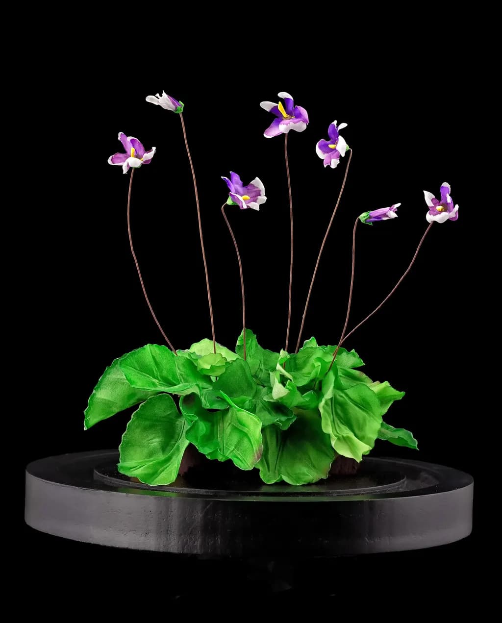Australian Violets