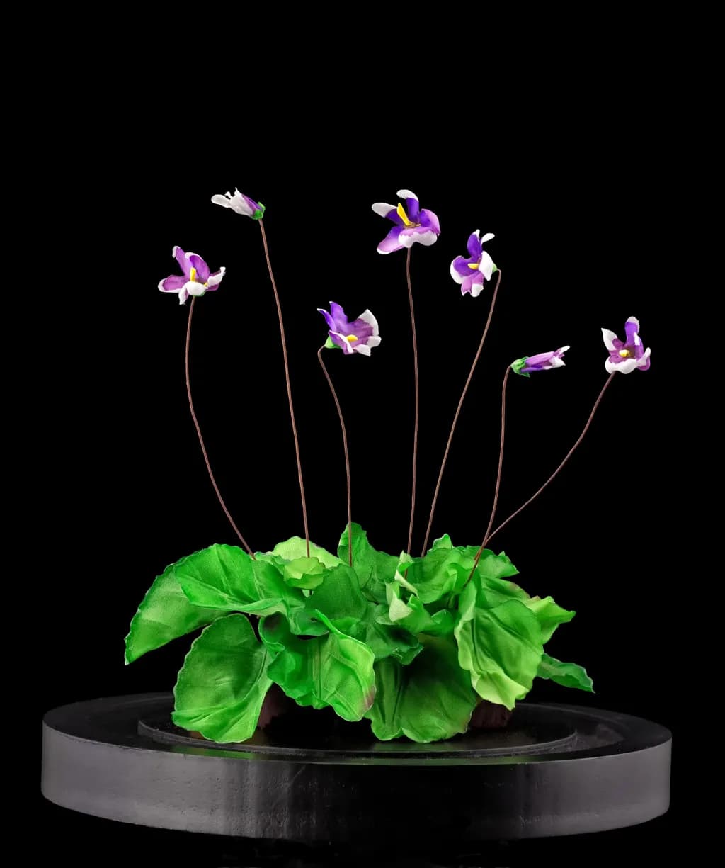 Australian Violets