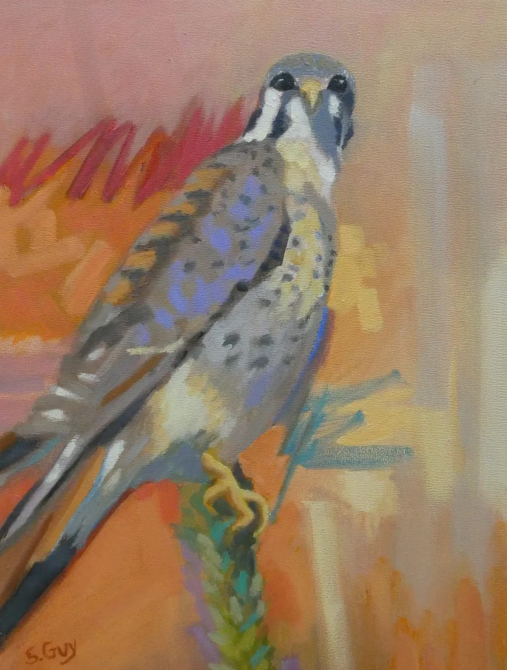 Kestrel Colors