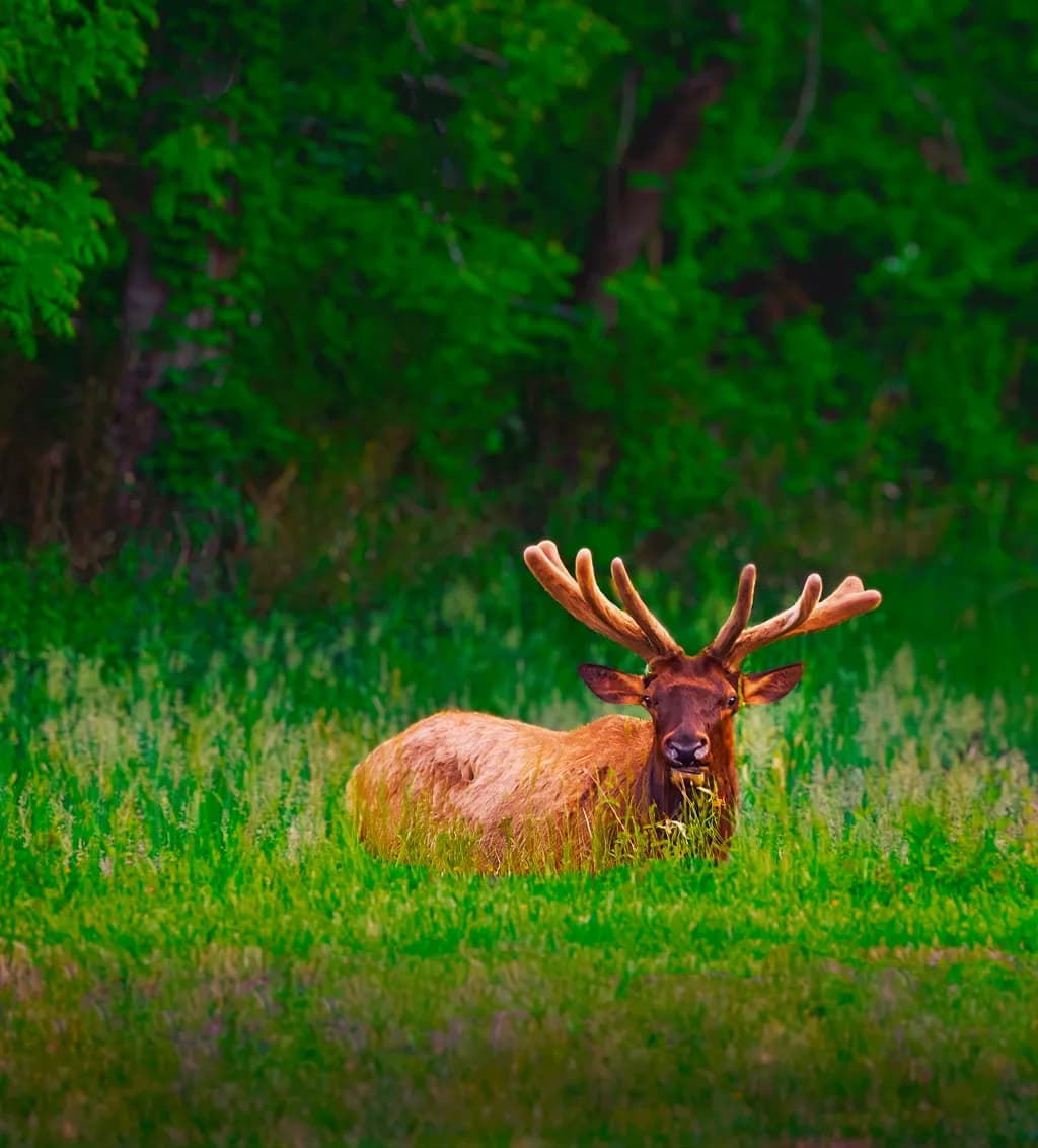 Resting Elk
