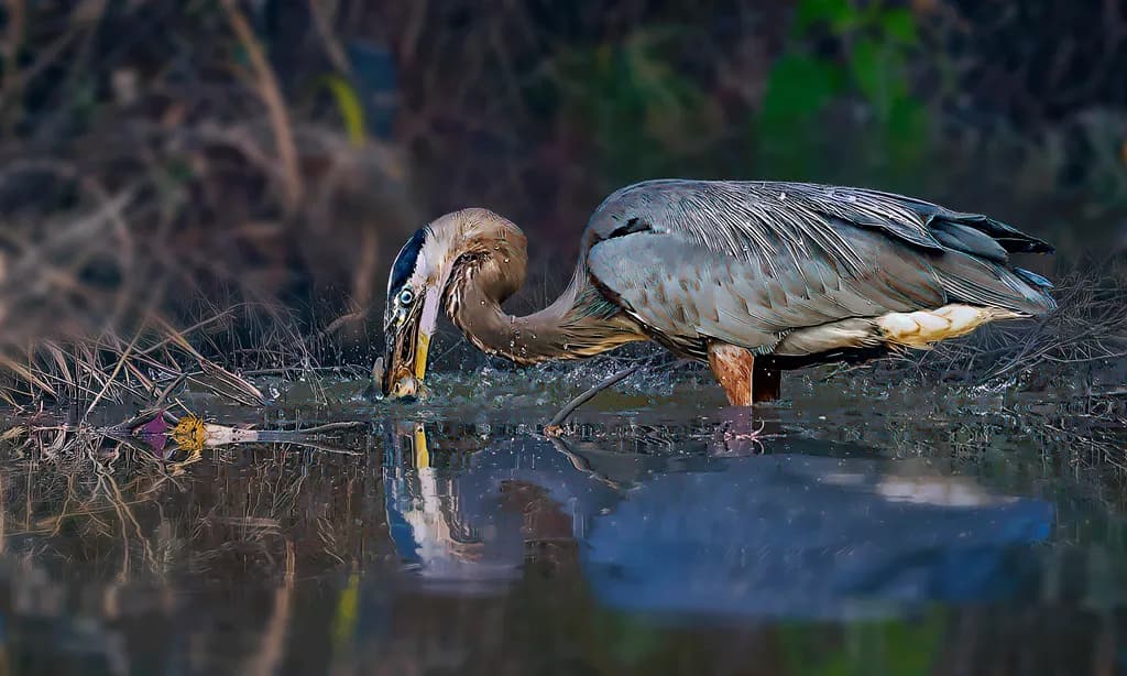 Wading Reflection
