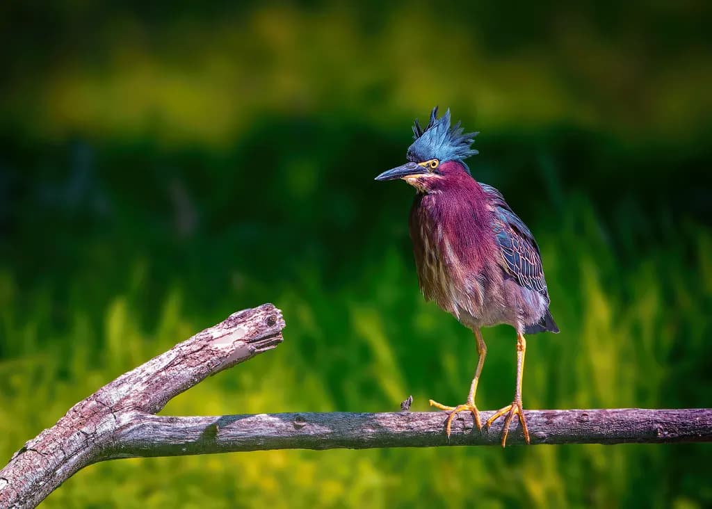 Crested Perch Heron