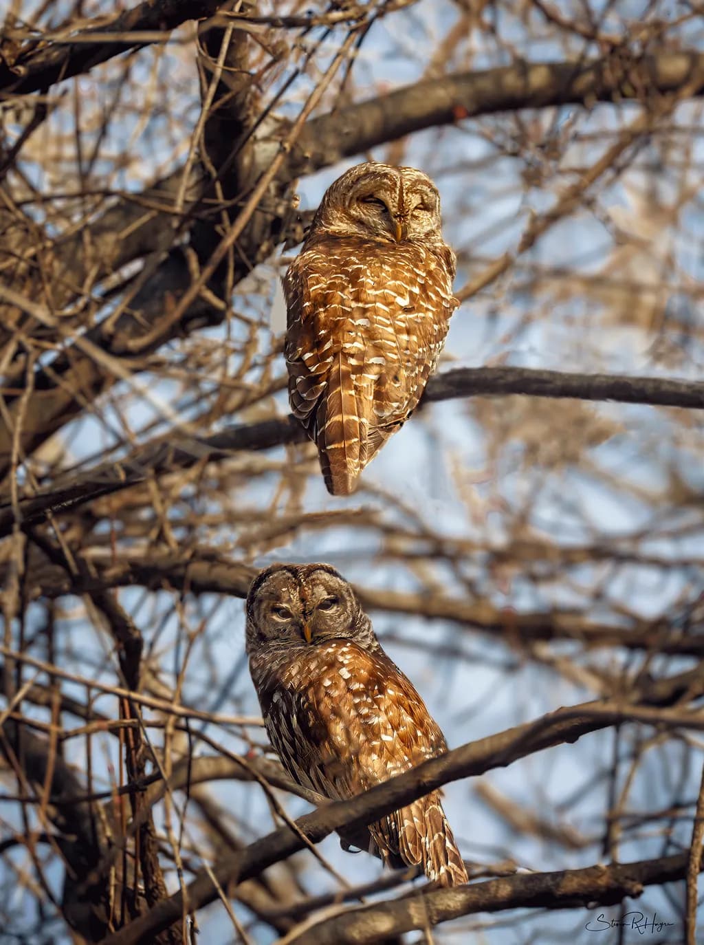 Twin Watchers
