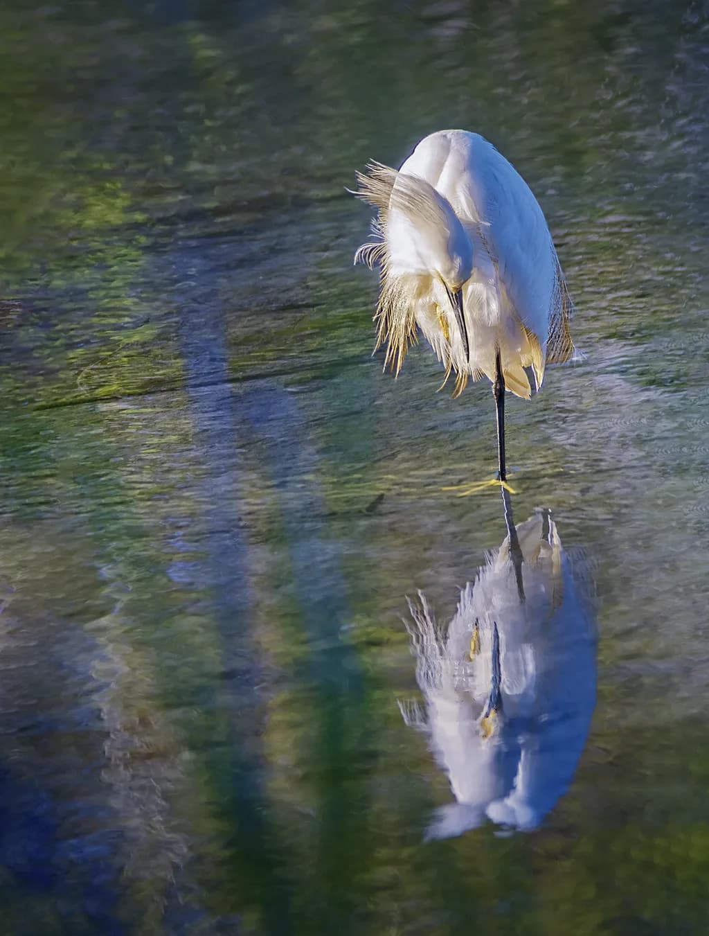 Silent Reflection