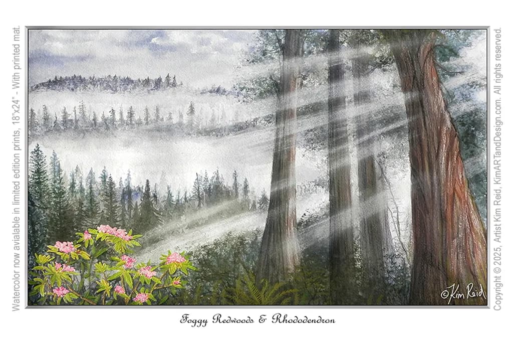 Foggy Redwoods and Rhododendron